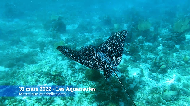 Les Aquanautes - Martinique Snorkeling