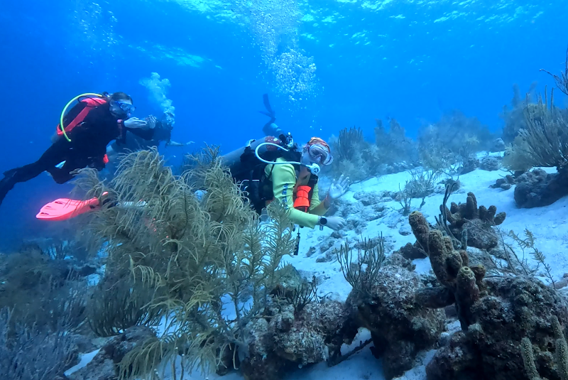 Dive Travel Curacao