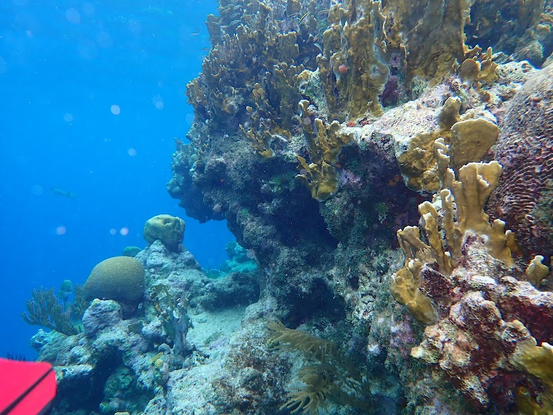 SeaCow Snorkeling Bonaire